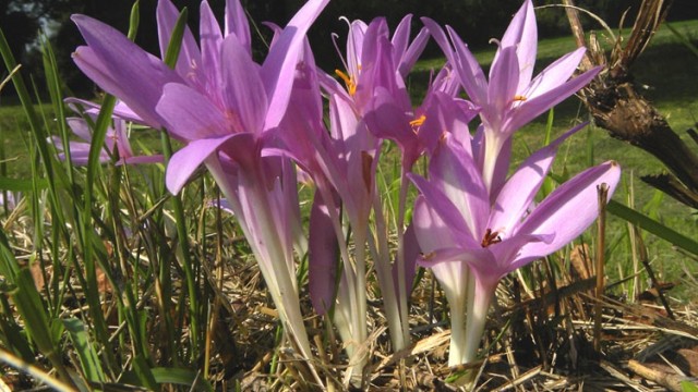 Cardeto-Cappucini sfiorito, cattiva manutenzione del Comune di Ancona