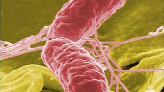 Caldo e salmonella: come difendersi?