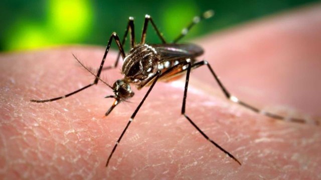 Virus Zika:nuova minaccia o allarmismo?